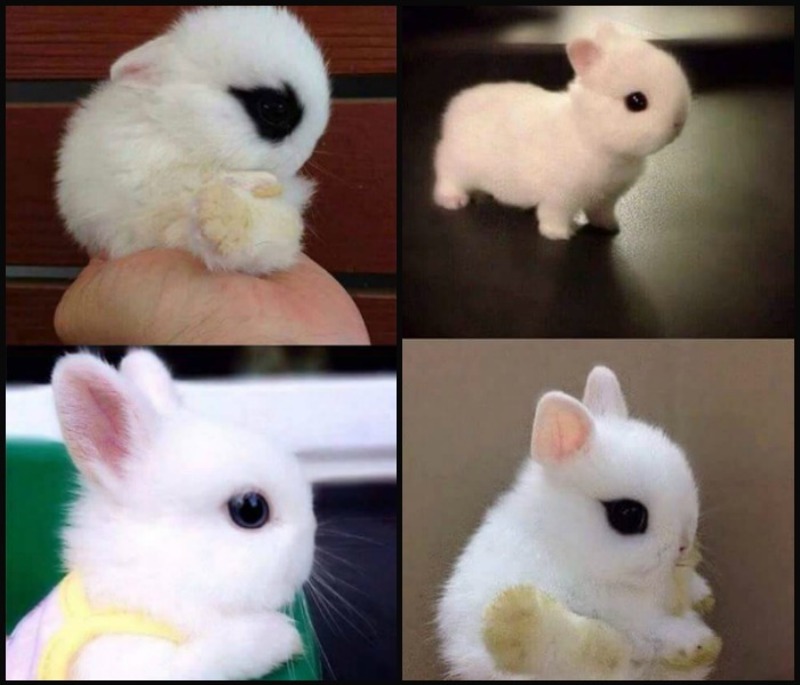 صور للأرنب القزم .. من فرط جماله ستعتقد أنه دمية!